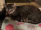 Adopt Charley a Tabby