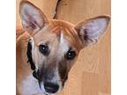 Adopt Bini a Italian Greyhound, Ibizan Hound