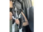 Adopt Angel a Border Collie, Australian Cattle Dog / Blue Heeler