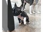Boston Terrier PUPPY FOR SALE ADN-762822 - Boston Terrier