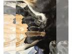 German Shepherd Dog-Siberian Husky Mix PUPPY FOR SALE ADN-763010 - Litter of 8