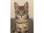 Adopt Cypress a Domestic Short Hair