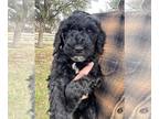 Poodle (Standard) PUPPY FOR SALE ADN-763012 - Standard poodle puppy female