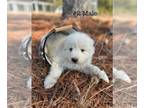 Great Pyrenees PUPPY FOR SALE ADN-763020 - Great Pyrenees