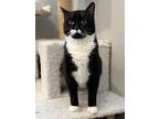 Adopt Amelia a Domestic Short Hair