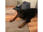 Adopt Mandy a Rottweiler