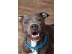 Adopt McKenna a Pit Bull Terrier