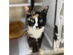 Adopt Gin a Domestic Short Hair