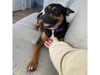 Adopt Bubbly Betsy wants to be a Buckeye a Terrier, German Pinscher