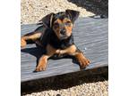 Adopt Marlee - Female a Miniature Pinscher, Terrier