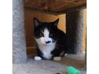 Adopt MOO a Tuxedo, Domestic Short Hair