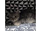 Adopt Dazzle a Domestic Short Hair