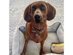 Adopt Ellie a Redbone Coonhound