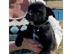 Adopt Aquarius-Astrology litter_3 a Black Labrador Retriever, Shepherd