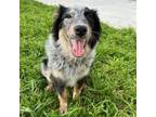 Adopt Mia a Australian Shepherd