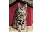 Adopt Taffeta a Domestic Short Hair