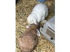 Adopt Emily and Stephen a Mini Lop