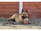 Adopt Raya a German Shepherd Dog