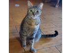 Adopt Tippy a Domestic Short Hair