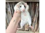 Adopt Perla a Rat