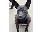 Adopt Jayda a American Staffordshire Terrier, Labrador Retriever