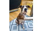 Adopt Ella Rose a Pit Bull Terrier