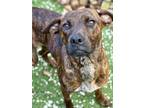 Adopt Stella a Rhodesian Ridgeback, Redbone Coonhound