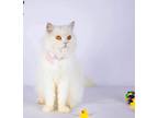 Adopt Luna-AA a Persian