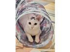 Adopt marshmallow a Domestic Short Hair