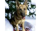 Adopt Gia a German Shepherd Dog