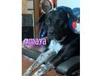 Adopt Amaya a Australian Cattle Dog / Blue Heeler, Pit Bull Terrier