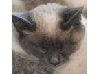 Adopt Poppy a Siamese