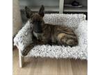 Adopt Angelina a German Shepherd Dog, Pit Bull Terrier