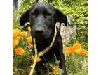 Adopt Thunder a Labrador Retriever, German Shepherd Dog
