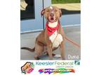 Adopt Duke a Pit Bull Terrier