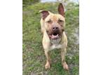 Adopt Ted a Pit Bull Terrier