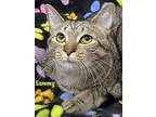 Adopt SAMMY a American Shorthair