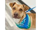 Adopt POOKIE a Black Mouth Cur