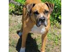 Adopt Brody Morgan a Boxer