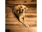 Adopt Goofy a Yellow Labrador Retriever