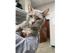 Adopt Danvers a Domestic Short Hair