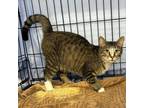 Adopt (T. Hold) Roscoe a Domestic Short Hair