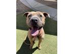 Adopt MODELO a Pit Bull Terrier, Mixed Breed