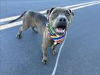 Adopt TURBO a Pit Bull Terrier