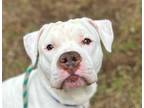 Adopt FROSTY PAWS* a Pit Bull Terrier
