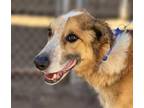 Adopt SQUIRE* a Border Collie, Mixed Breed