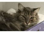 Adopt ARTY* a Turkish Angora