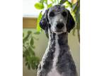 Adopt Sterling a Standard Poodle