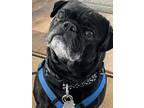 Adopt Griff a Pug