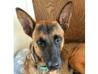 Adopt Sam a German Shepherd Dog, Belgian Shepherd / Malinois